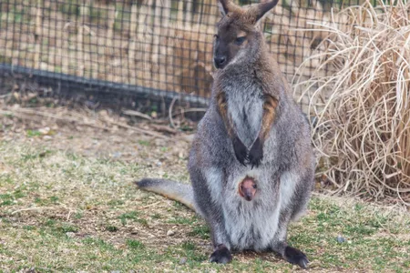 Keepers suspect that the mother might already be pregnant with a second.