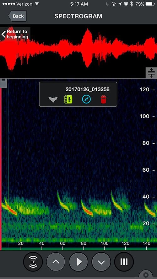 How a Deadly Flesh-Eating Fungus Helped Make Bats Cute Again