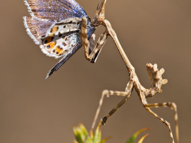 A mantis devouring a butterfly, prey and predator. Smithsonian Photo