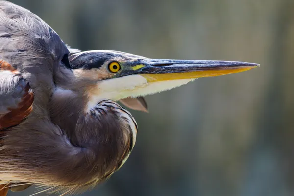 Freeloader thumbnail