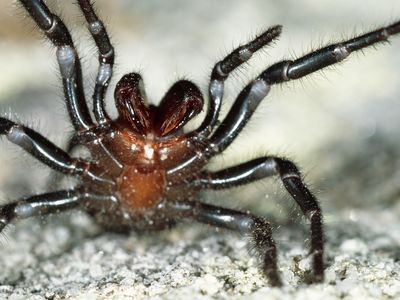 The rain brought relief from fire, but coaxed funnel spiders from their hideouts. 
