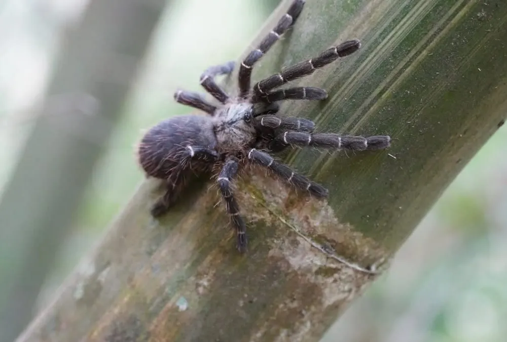 The black and white tarantula Taksinus bambus on a bamboo stalk