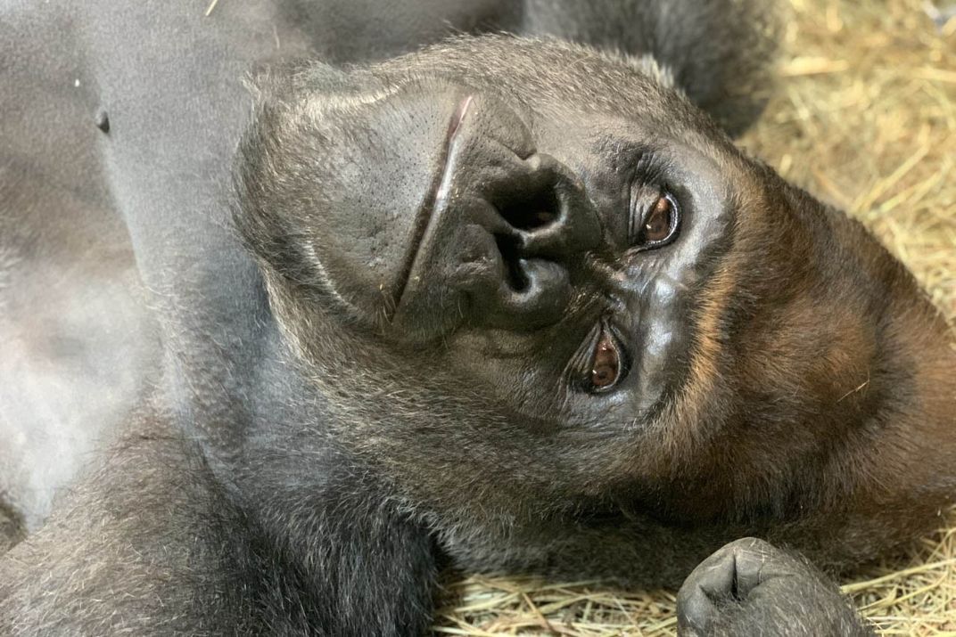 A close-up of male silverback western lowland gorilla Baraka's face as he lays on his back in a pile of hay.