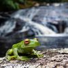 Atlantic forest treefrog Aplastodiscus leucopygius