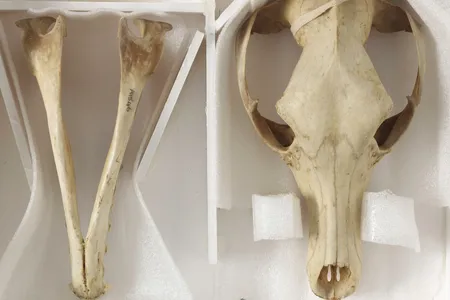 The last surviving thylacine's skull