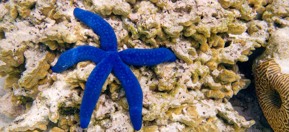  A colorful starfish found at the Great Barrier Reef 