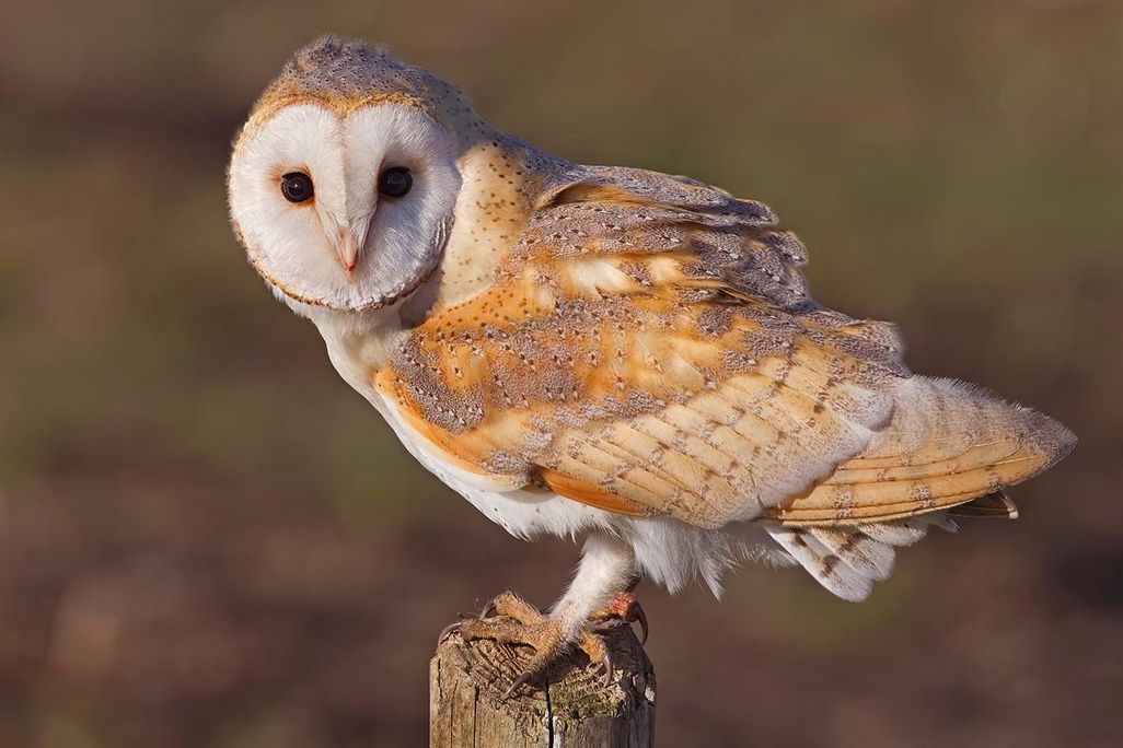 Barn_Owl,_Lancashire.jpg