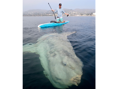 In the video, Wheaton, a veterinarian, and his board appear tiny compared to the colossal bony fish. While the sunfish's dimensions are unknown, when comparing it to Wheaton's 14 foot-long board, the sunfish may have been anywhere between nine to ten feet long. (Pictured: Matt Wheaton)