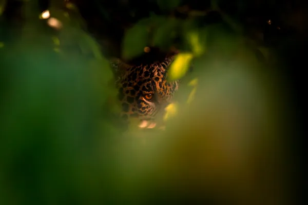 Trough the Leaves thumbnail