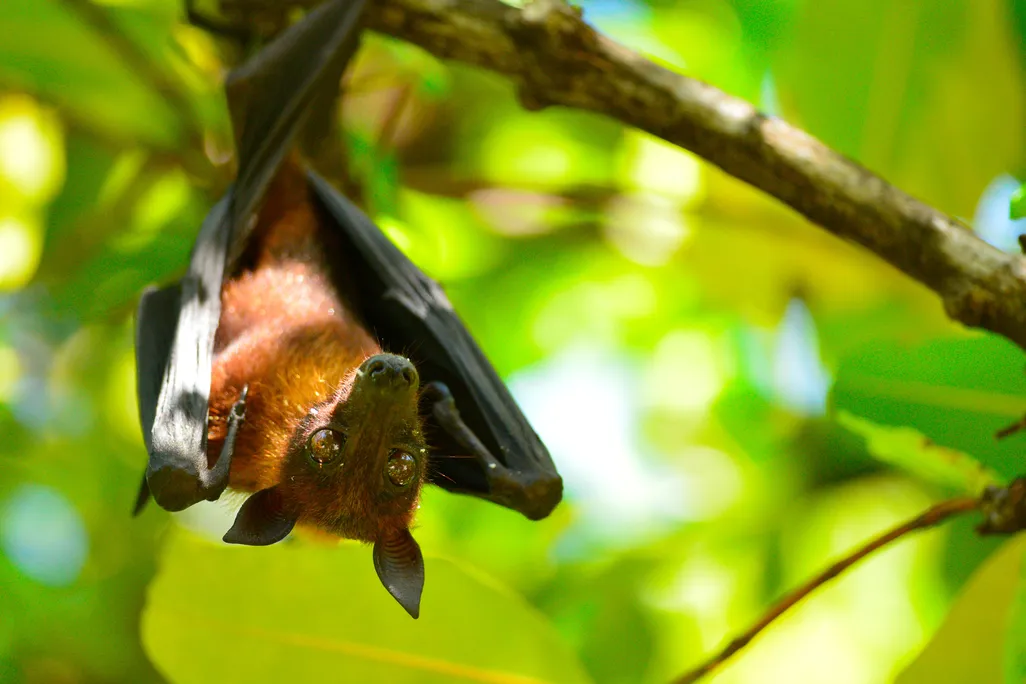 bat