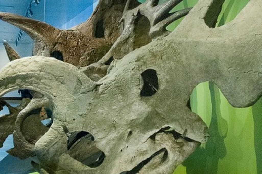 A reconstruction of an Einiosaurus skull in a ceratopsid gallery at the Natural History Museum of Los Angeles.