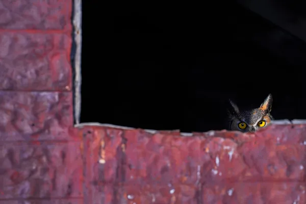 Great horned owl in abondoned window thumbnail