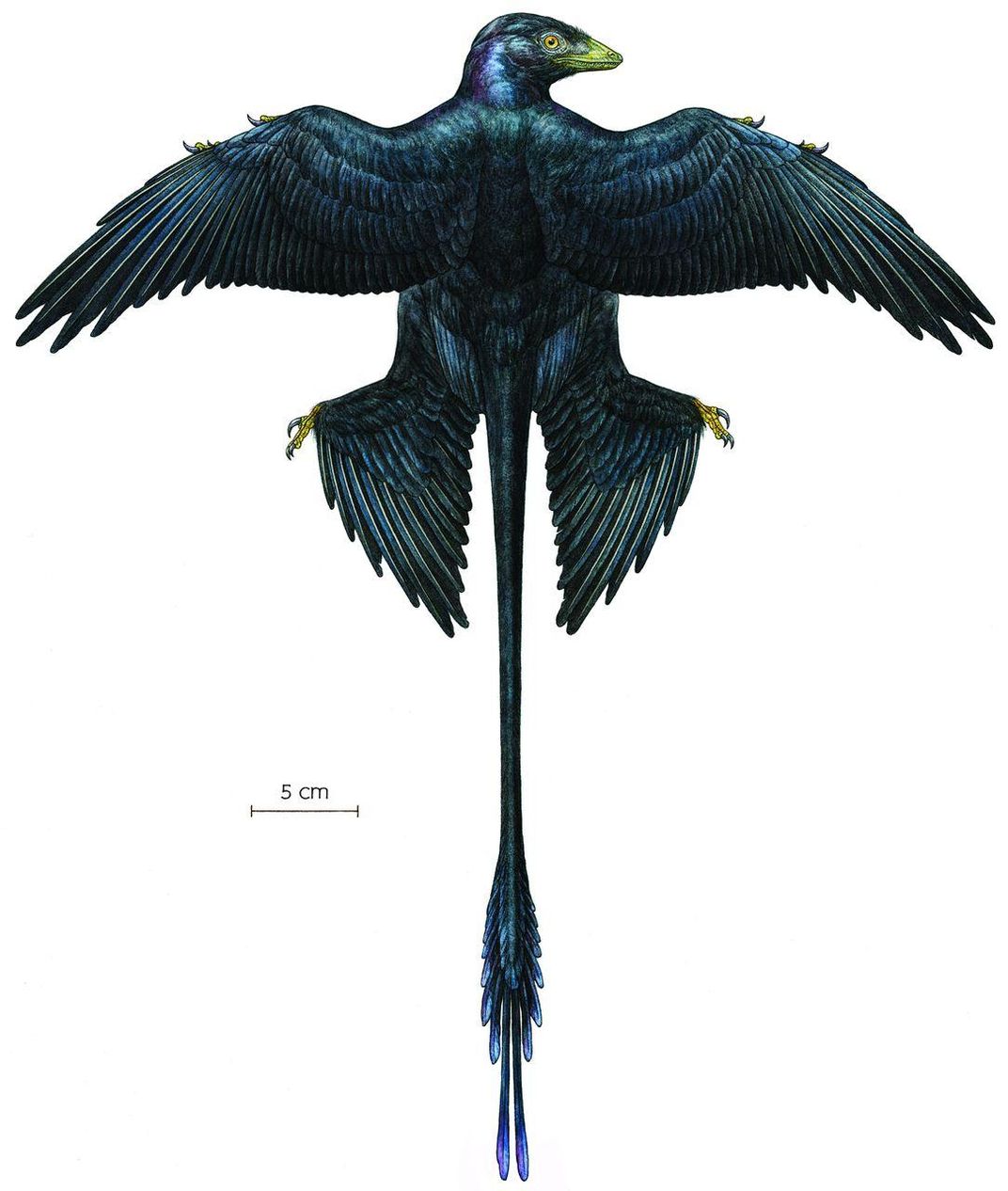 Microraptor