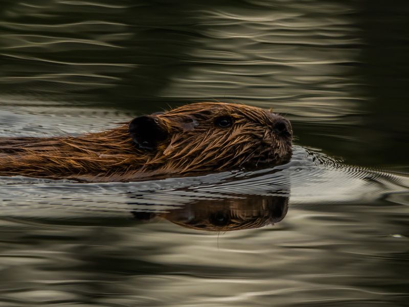 Canadian Beaver Smithsonian Photo Contest Smithsonian Magazine