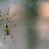 Joro Spiders, Spreading in the Southeast, Can Survive Surprisingly Well in Cities icon