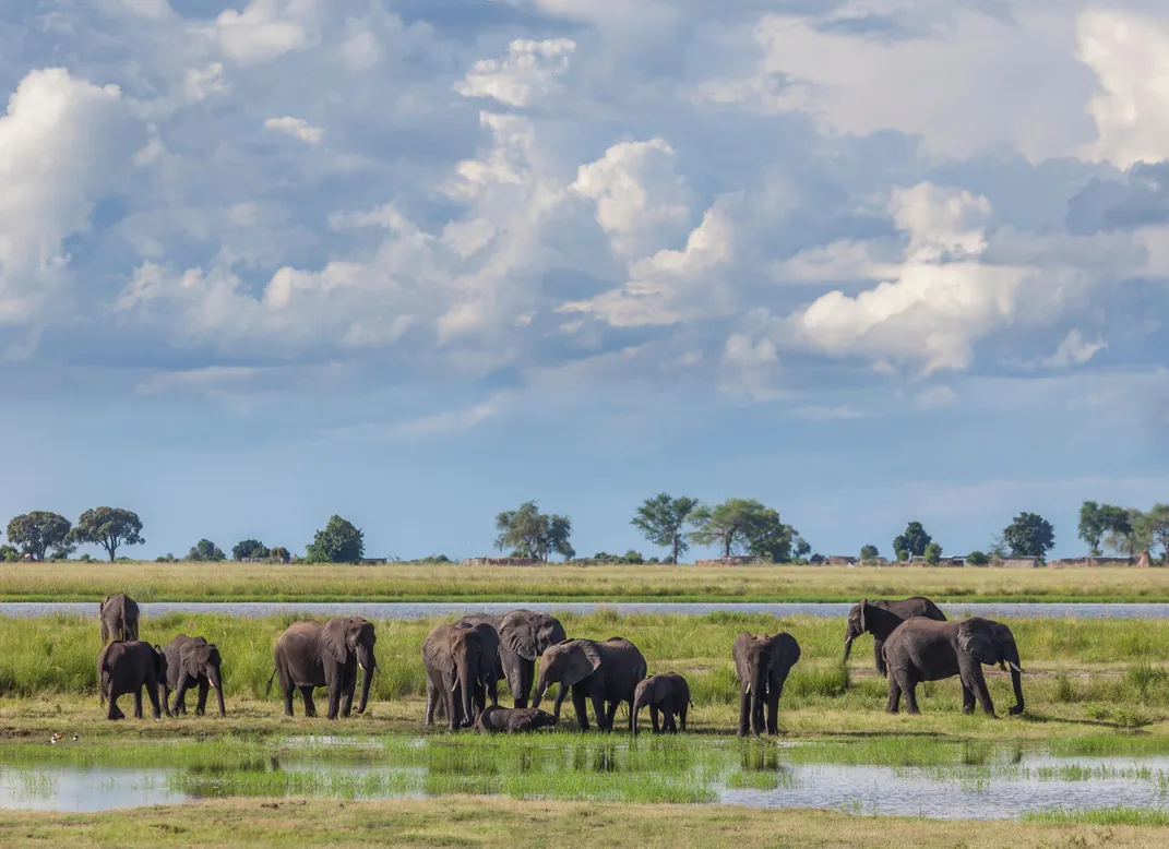 Elephants along the Chobe River