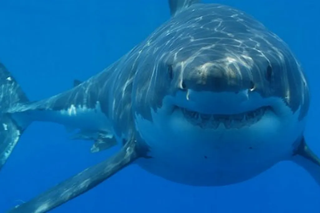 A great white shark off the coast of South Africa