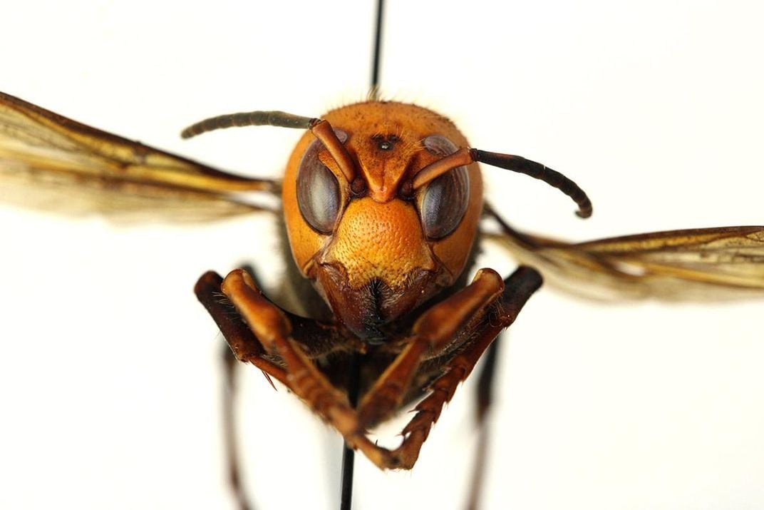 Asian giant hornet