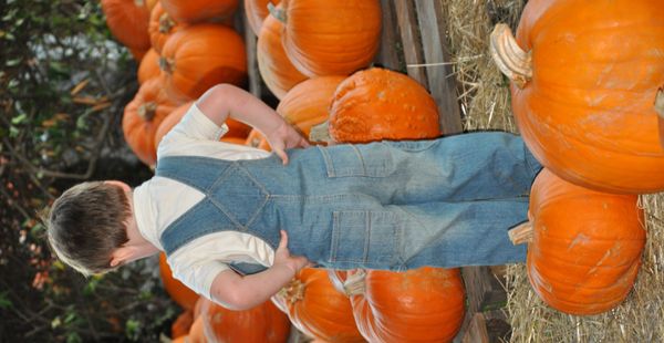 Boy picking out a pumpkin in the pumpkin patch thumbnail