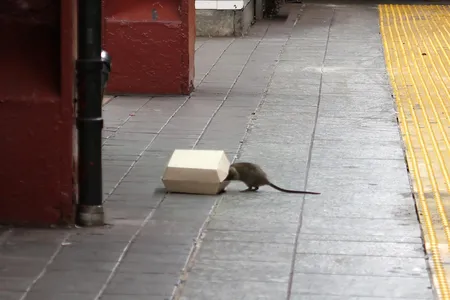 Could rats be genetically wired for New York City living?
