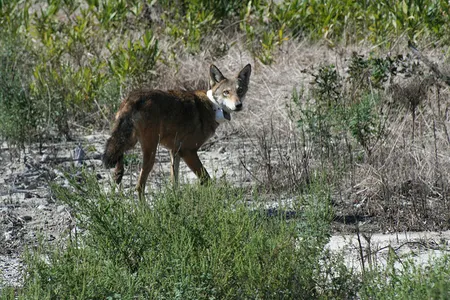 An endangered red wolf in the wild.