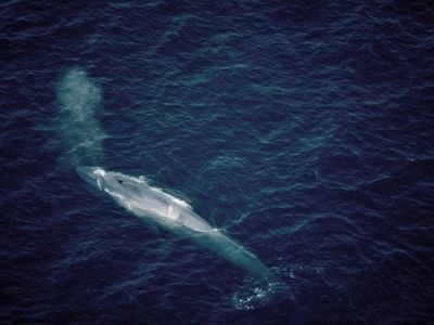 A blue whale surfacing in the Gulf of St. Lawrence