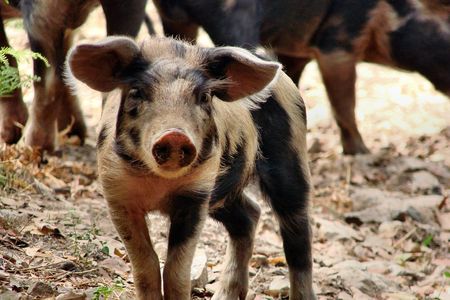This pig could be growing a heart or lungs for a transplant.