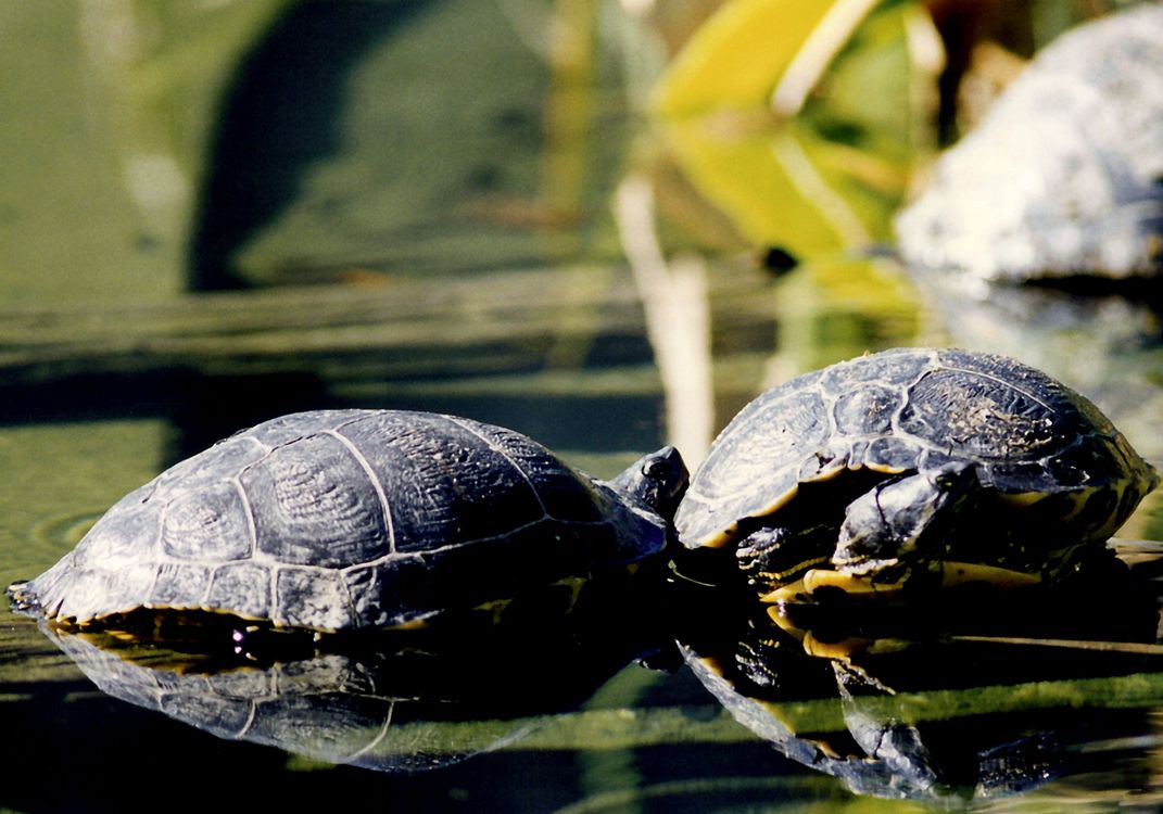 Turtles at the National Zoo in Washington, D.C. | Smithsonian Photo ...