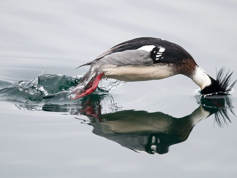 Diving merganser | Smithsonian Photo Contest | Smithsonian Magazine