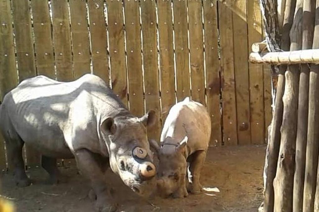 rhino-baby.jpg
