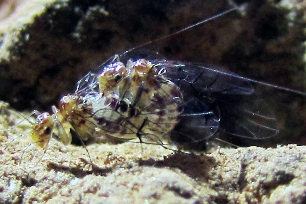 Neotrogla copulation
