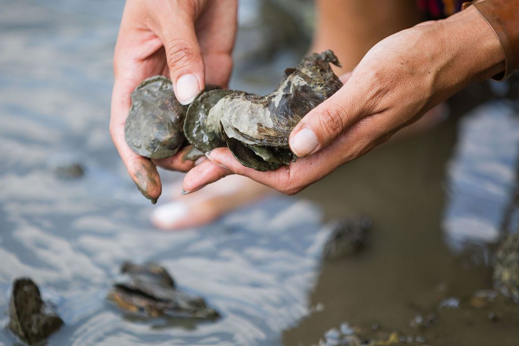Oysters