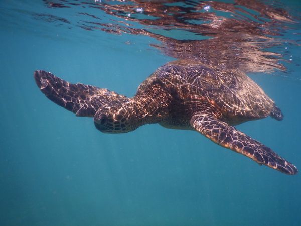 Turtle swimming in Honokeana Cove Maui thumbnail