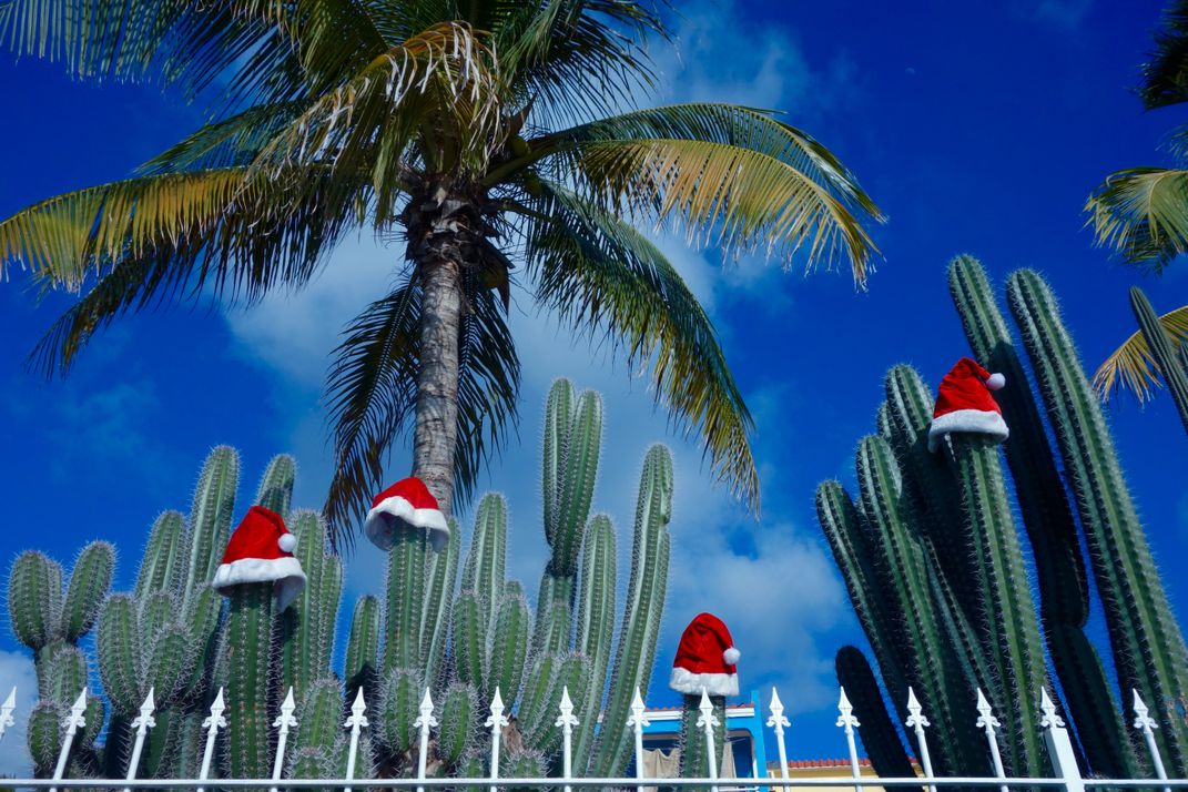 Santa Claus hats on Catcus