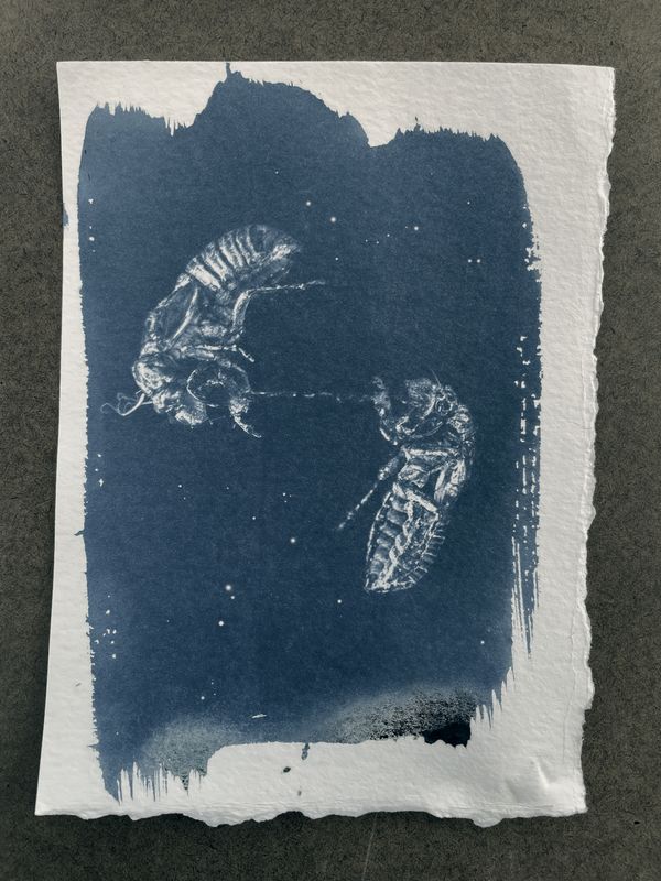 Cicadas in Space thumbnail