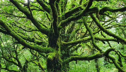 These Surfers Want to Restore Temperate Rainforests to Ireland