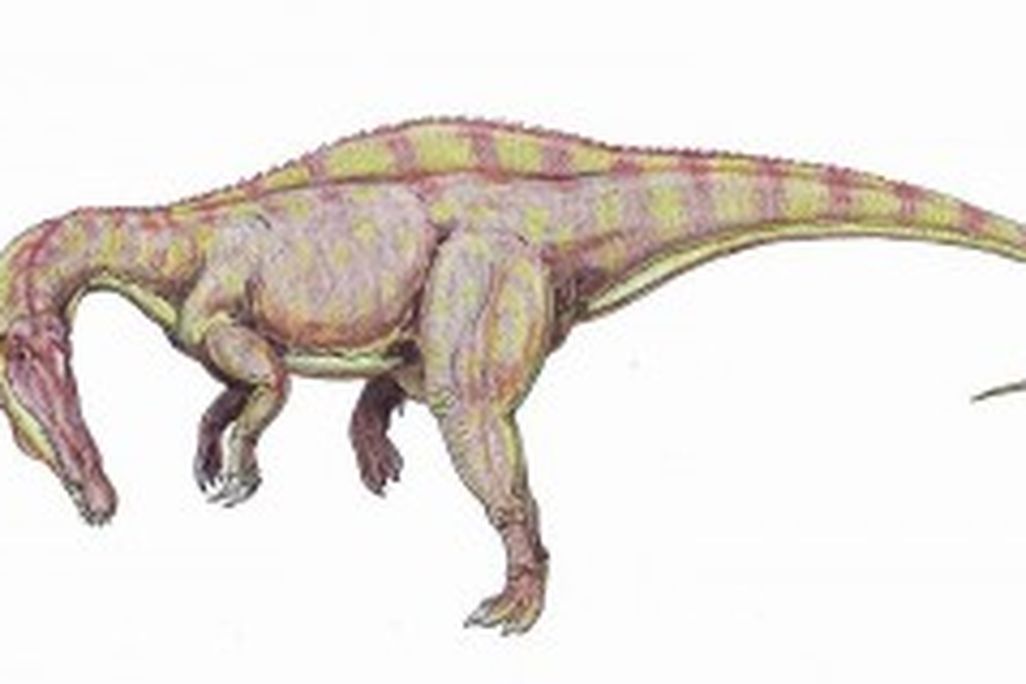 20110520083206800px-Suchomimus2-300x159.jpg