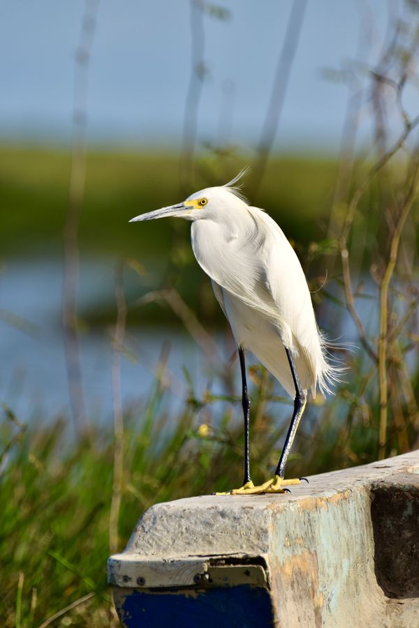 A sunlit Snowy egret perched on a boat. thumbnail