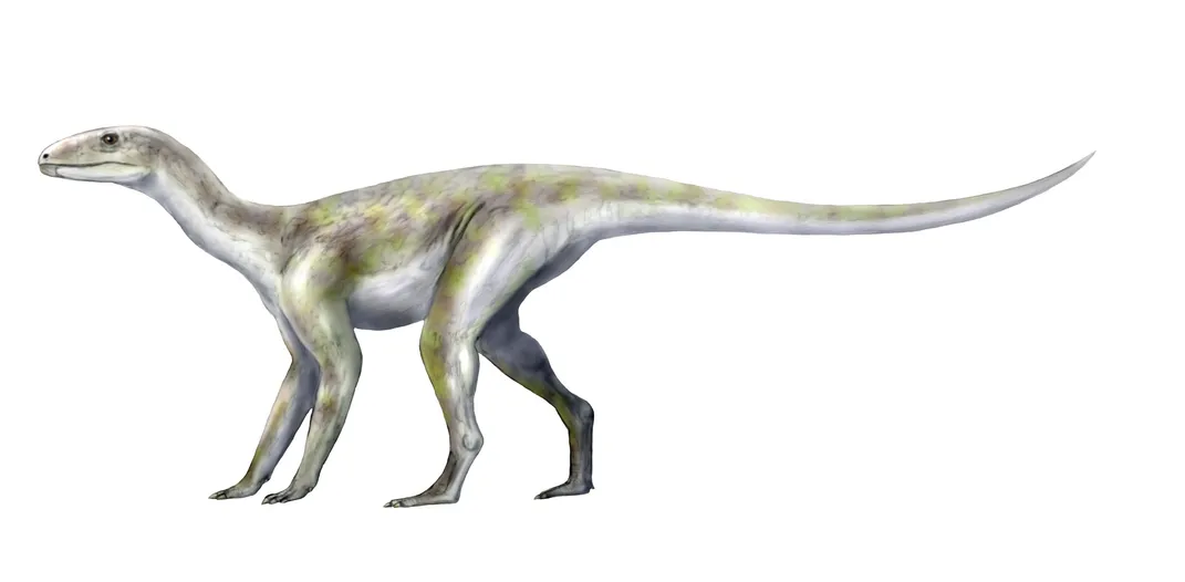an illustration of a dinosaur that walks on four similar-looking legs, with a long tail held aloft