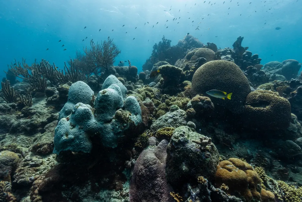 corals and fish underwater