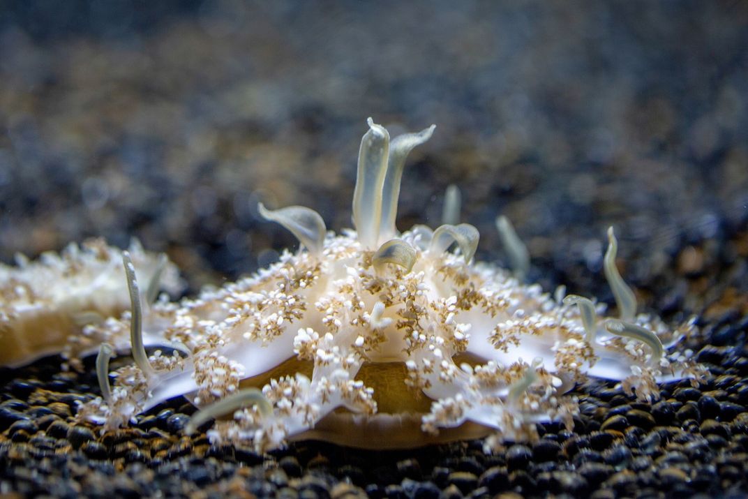 A white jellyfish upside-down under water.