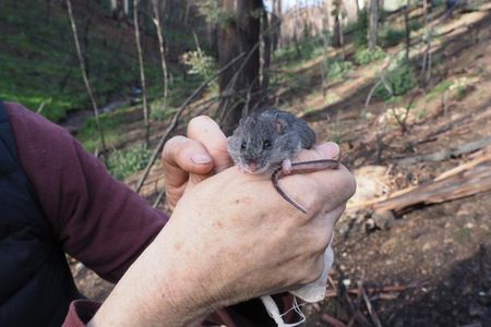 The endangered smoky mouse was feared to be extinct after the 2019-2020 fire season in Australia. But researchers have spotted survivors in seven locations, offering hope for the species' persistence.