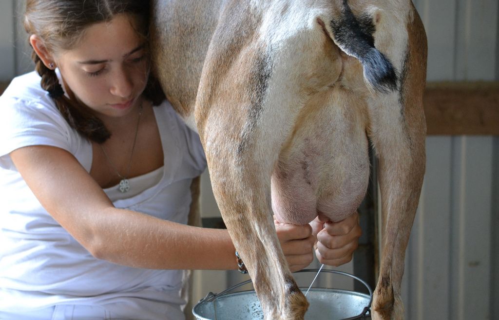 goat milk.jpg