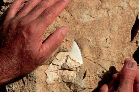 A Megalodon tooth -- not the one found recently in California