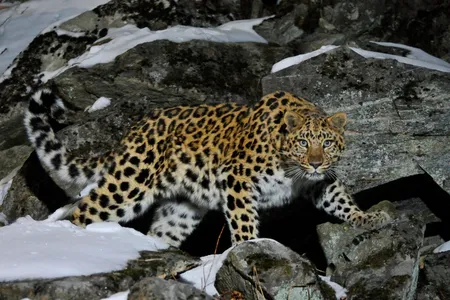 A wild female Amur leopard crouches on a rocky hillside in the Kedrovaya Pad nature reserve in Russia.