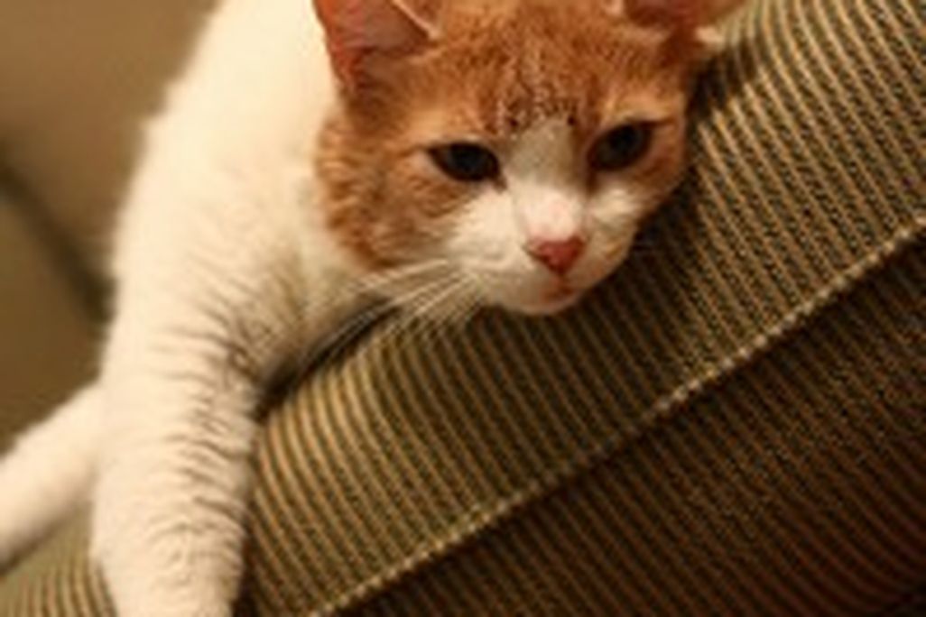 201105201024515170789026_feaa8c20d3-199x300.jpg