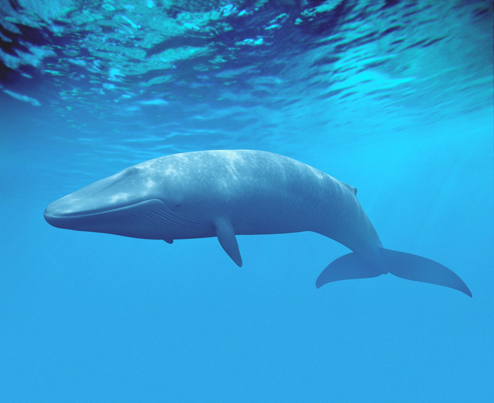 The World's Sea Creatures Have Gotten Bigger | Smart News| Smithsonian  Magazine