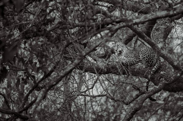 Leopard on tree thumbnail