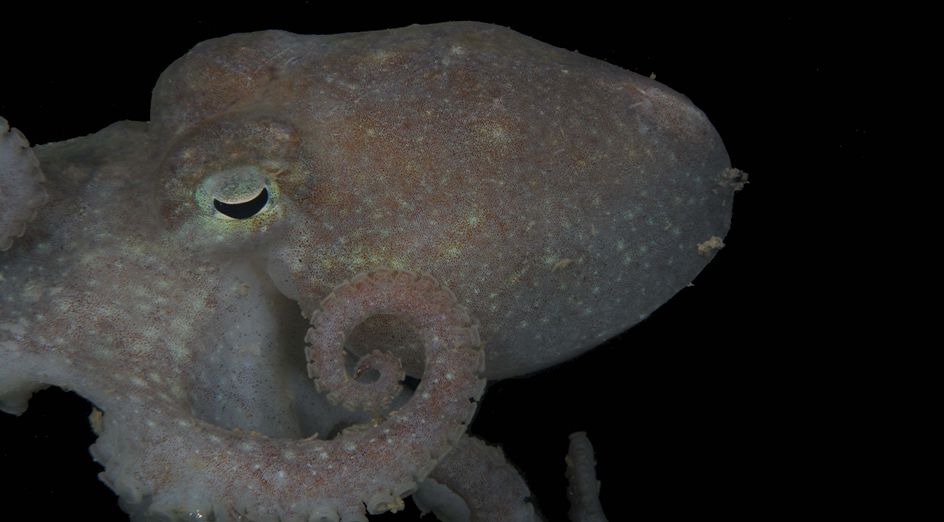 An octopus