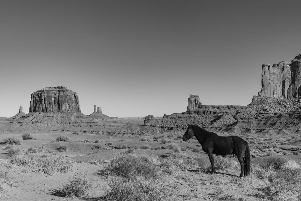 Exploring the Navajo Tribal Lands known as Monument Valley, I came upon this stallion roaming amongst the buttes.